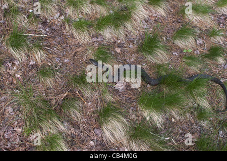 nördliche Wasserschlange dh Nerodia Sipedon in Rasenfläche neben Teich Stockfoto