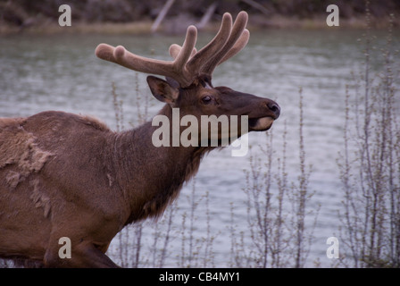 Elch in Jasper Nationalpark, Alberta, Kanada Stockfoto