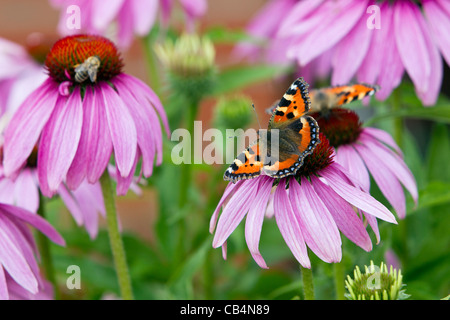 Kleine Schildkröte Schmetterling (Aglais Urticae), ernähren sich von Pflanzen im Garten, Niedersachsen, Deutschland Stockfoto