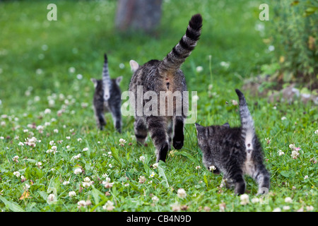 Katzenmutter, Wandern mit Kätzchen im Garten, Niedersachsen, Deutschland Stockfoto