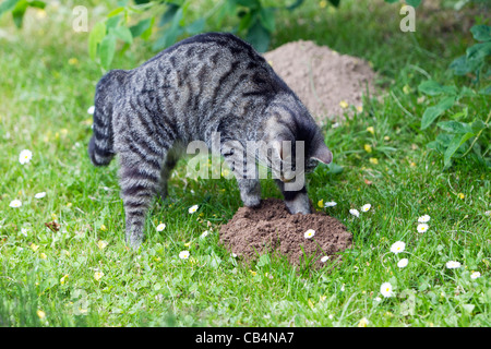 Katze, Jagd nach Maulwurf im Garten, Niedersachsen Stockfoto