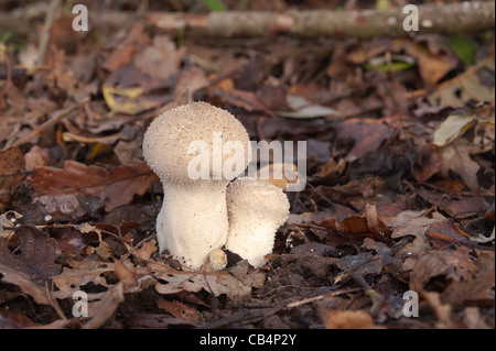 Hart und holzig Pilz Fliegenpilz Blätterteig Kugel Lycoperdon unter Quercus Robur Basidiomyceten Basidiomycota Stockfoto