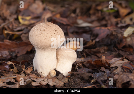 Hart und holzig Pilz Fliegenpilz Blätterteig Kugel Lycoperdon unter Quercus Robur Basidiomyceten Basidiomycota Stockfoto