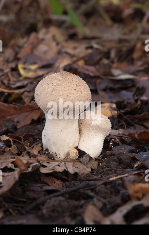 Hart und holzig Pilz Fliegenpilz Blätterteig Kugel Lycoperdon unter Quercus Robur Basidiomyceten Basidiomycota Stockfoto