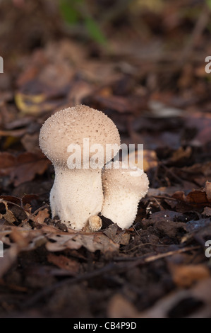 Hart und holzig Pilz Fliegenpilz Blätterteig Kugel Lycoperdon unter Quercus Robur Basidiomyceten Basidiomycota Stockfoto