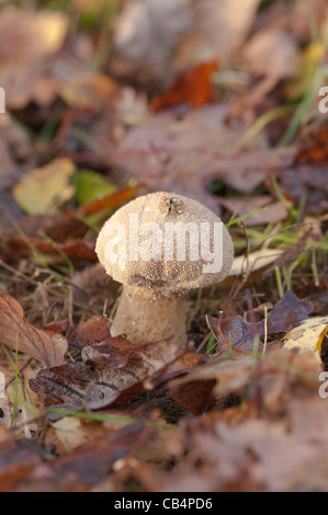 Hart und holzig Pilz Fliegenpilz Blätterteig Kugel Lycoperdon unter Quercus Robur Basidiomyceten Basidiomycota Stockfoto