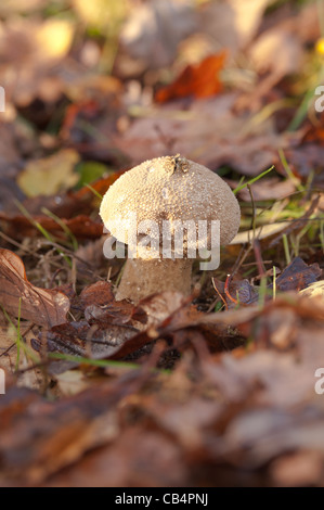 Hart und holzig Pilz Fliegenpilz Blätterteig Kugel Lycoperdon unter Quercus Robur Basidiomyceten Basidiomycota Stockfoto