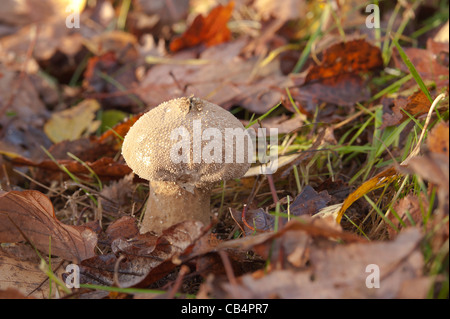 Hart und holzig Pilz Fliegenpilz Blätterteig Kugel Lycoperdon unter Quercus Robur Basidiomyceten Basidiomycota Stockfoto