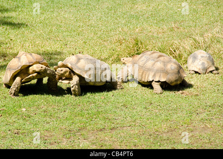 Afrikanische trieb Schildkröte, Geochelone sulcata, eine afrikanische Riese turtoise Stockfoto