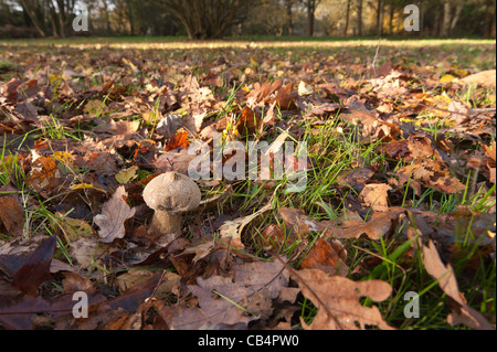 Hart und holzig Pilz Fliegenpilz Blätterteig Kugel Lycoperdon unter Quercus Robur Basidiomyceten Basidiomycota Stockfoto