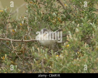 Ruppells Grasmücke Sylvia Rueppelli weibliche Zypern April Stockfoto