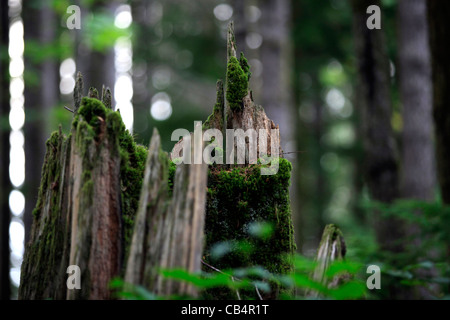Baum in einem Wald in der Nähe von Campbell River auf Vancouver Island in British Columbia, Kanada gebrochen. Stockfoto