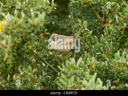 Subalpine Warbler östliche Rasse Sylvia Cantillans Albistriata weibliche Zypern April Stockfoto