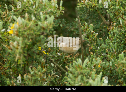 Subalpine Warbler östliche Rasse Sylvia Cantillans Albistriata weibliche Zypern April Stockfoto