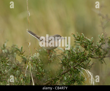 Subalpine Warbler östliche Rasse Sylvia Cantillans Albistriata weibliche Zypern April Stockfoto