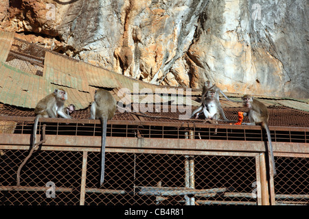 Tempel-Affen essen Obst im Tempel Wat Tham Seua (Tiger Cave). Stockfoto