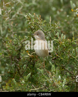 Subalpine Warbler östliche Rasse Sylvia Cantillans Albistriata weibliche Zypern April Stockfoto