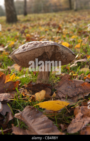 Unterseite des Boletus Pilz mit ihren Spore-Struktur an den Kiemen. Braune Birke Steinpilzen in Kent Wald, Herbst Stockfoto