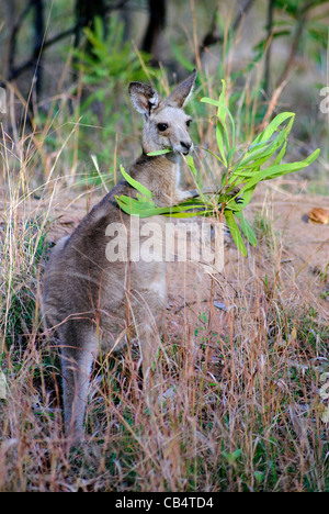 Känguru - Undara Volcanic Nationalpark - Queensland, Australien Stockfoto