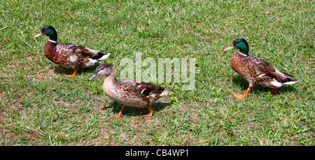 Drei kleine bunte wilde Enten in einem Spaziergang Stockfoto