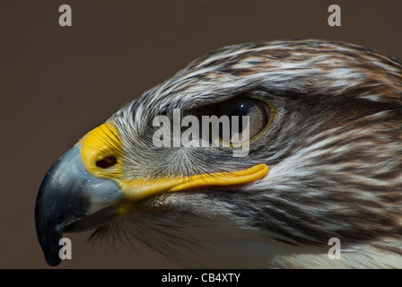 eisenhaltige Bussard Porträt Stockfoto