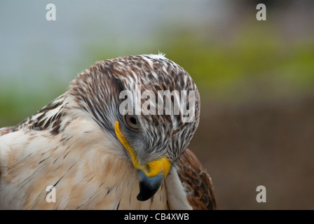 eisenhaltige Bussard Porträt Stockfoto