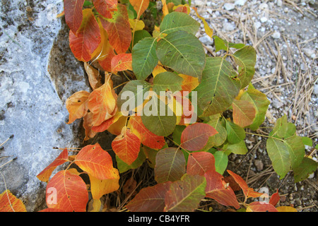 Poison Ivy Blätter drehen Rot und gelb im Herbst Stockfoto