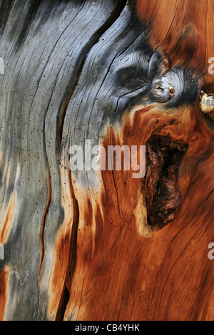 Toten Spaltung Kiefernholz Hintergrund Textur Stockfoto