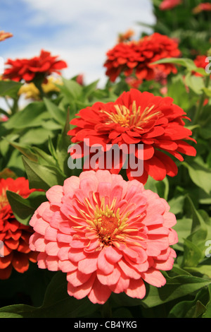 Zinnie rot und rosa Blumen Stockfoto