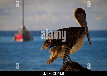 Galapagos Tierwelt Tier Natur Wild nah geschützt im freien frisch Umwelt Sonnenlicht Park Reserve isoliert Sonne gefährdet Stockfoto