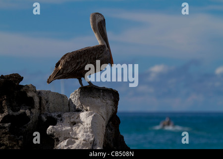 Galapagos Tierwelt Tier Natur Wild nah geschützt im freien frisch Umwelt Sonnenlicht Park Reserve isoliert Sonne gefährdet Stockfoto