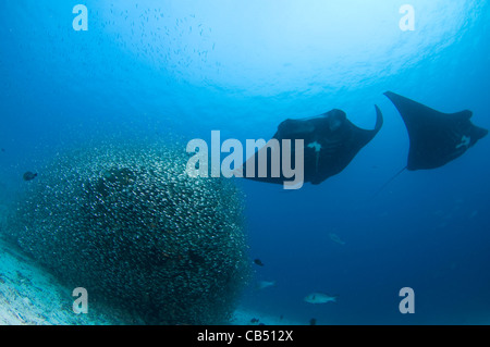 Zwei Manta-Rochen, Manta Birostris schweben über eine Reinigungsstation mit Köderfischen, Raja Ampat, West-Papua, Indonesien, Pacific O bedeckt Stockfoto