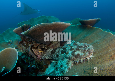 Ein bärtigen Wobbegong Hai, Eucrossorhinus Dasypogon, sitzt auf der Koralle eine Manta-Rochen, Manta Birostris vorbei, Raja Ampat, W Stockfoto