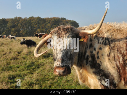 EIN HORN UP UND EINE HUPE, GABRIELA LONGHORN KUH WHOS HÖRNER AR IN EIN DURCHEINANDER BEI STAUNTON COUNTRY PARK, HAVANT Stockfoto