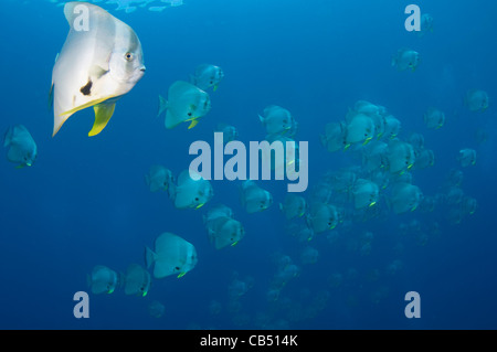 Schulbildung, Longfin Spadefish oder Fledermausfisch, Platax Teira, Raja Ampat, West-Papua, Indonesien, Pazifik Stockfoto