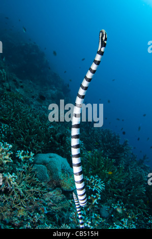 Ein Meer Krait oder gebändert Seeschlange Laticauda Colubrina, in Richtung zur Oberfläche zu atmen, Raja Ampat, West-Papua, Indonesien, Paci Stockfoto