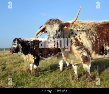 EIN HORN UP UND EINE HUPE, GABRIELA LONGHORN KUH WHOS HÖRNER AR IN EIN DURCHEINANDER BEI STAUNTON COUNTRY PARK, HAVANT Stockfoto