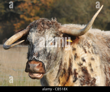 EIN HORN UP UND EINE HUPE, GABRIELA LONGHORN KUH WHOS HÖRNER AR IN EIN DURCHEINANDER BEI STAUNTON COUNTRY PARK, HAVANT Stockfoto