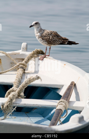 Juvenile gelb-legged Möve Larus Cachinnans auf Boot, Kroatien Stockfoto