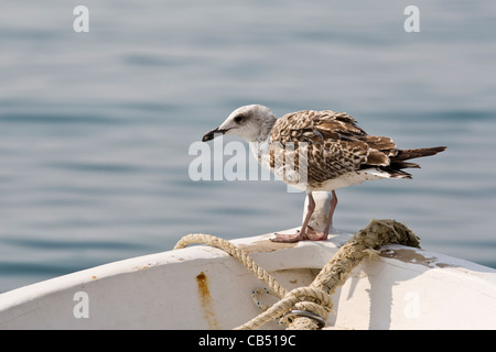 Juvenile gelb-legged Möve Larus Cachinnans auf Boot, Kroatien Stockfoto