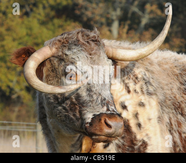 EIN HORN UP UND EINE HUPE, GABRIELA LONGHORN KUH WHOS HÖRNER AR IN EIN DURCHEINANDER BEI STAUNTON COUNTRY PARK, HAVANT Stockfoto