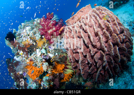 Weichkorallen, Dendronephthya SP., und ein Fass-Schwamm, Xestospongia SP., Raja Ampat, West-Papua, Indonesien, Pazifik Stockfoto