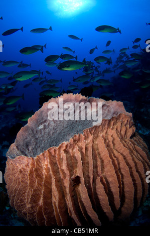 Riesiges Fass Schwamm, Xestospongia SP., und Schulbildung schlanke Doktorfisch oder Unicornfish, Naso Hexacanthus, Raja Ampat, West-Papua, Stockfoto