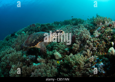 Hawksbill Turtle, Eretmochelys Imbricata und Weichkorallen, Raja Ampat, West-Papua, Indonesien, Pazifik Stockfoto