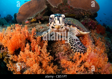 Hawksbill Turtle, Eretmochelys Imbricata und Weichkorallen, Raja Ampat, West-Papua, Indonesien, Pazifik Stockfoto