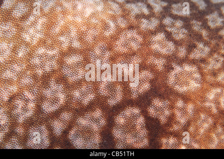 Bärtigen Wobbegong Haut Detail, Eucrossorhinus Dasypogon, Raja Ampat, West Papua, Indonesien, Pazifik Stockfoto