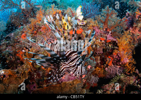 Rotfeuerfisch Pterois Volitans, schwimmt vor weichen Korallen, Dendronephthya SP., Raja Ampat, West Papua, Indonesien, Pazifischer Ozean Stockfoto