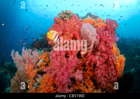 Weichkorallen und tropische Fische, Dendronephthya SP., Misool, Raja Ampat, West Papua, Indonesien, Pazifik Stockfoto