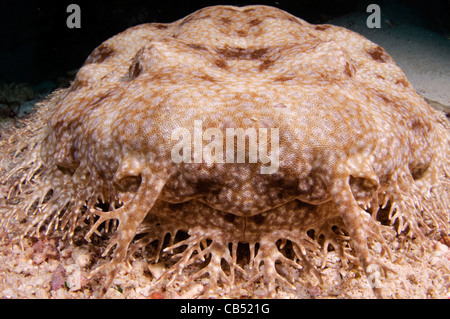 Tassled Wobbegong Portrait, Eucrossorhinus Dasypogon, Raja Ampat, West Papua, Indonesien, Pazifik Stockfoto