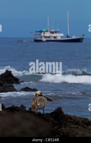 Galapagos Pelikan Boot Natur wild touristischen geschützt im freien frisch Umwelt Sonnenlicht Park Reserve isoliert Sonne gefährdet Stockfoto